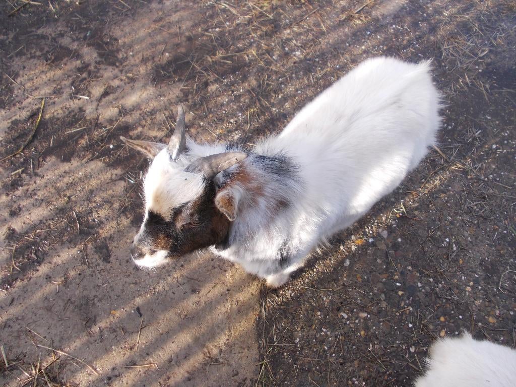 Geit, Dieren en Toebehoren, Mannelijk, Geit, 0 tot 2 jaar