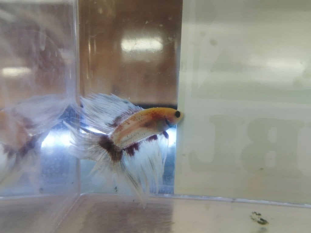 Betta Man Double tail, Vis, Zoetwatervis