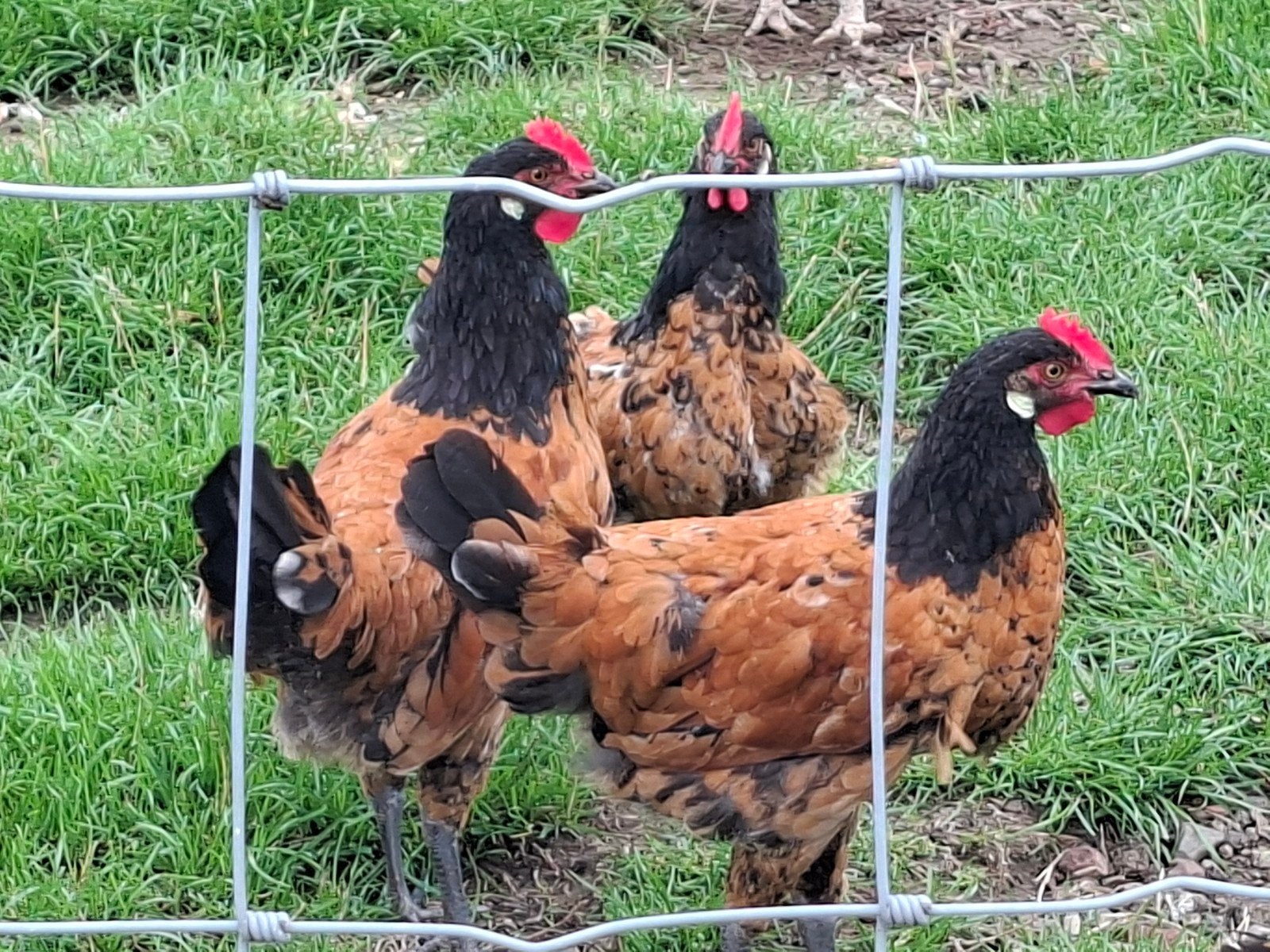 haan haantjes Vorwerk, Animaux & Accessoires, Volatiles
