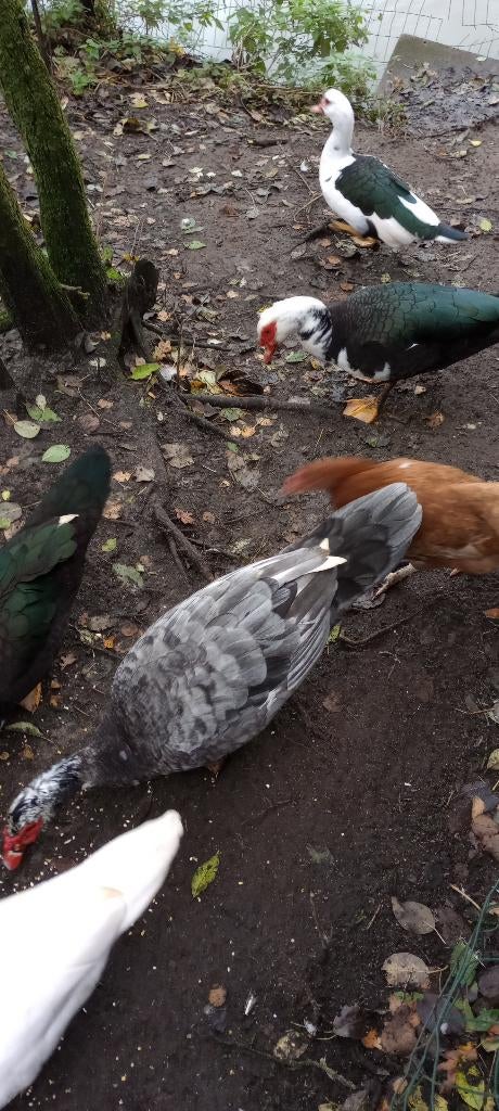 broedeieren barbarie eenden, Dieren en Toebehoren, Geslacht onbekend, Eend