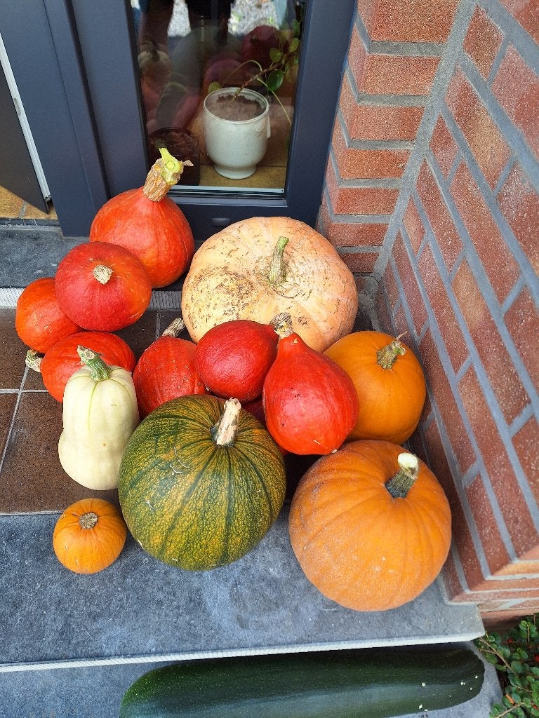 Verse pompoenen te koop!, Diversen, Ophalen