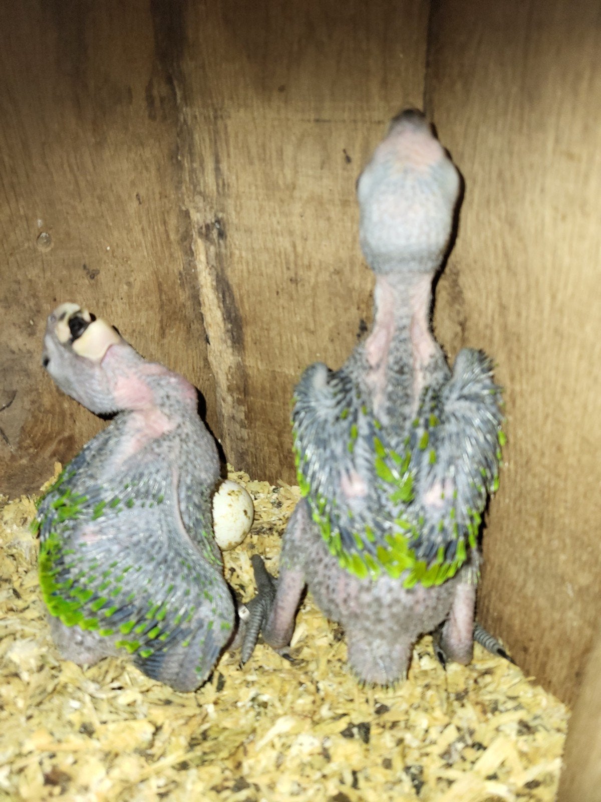 Amazone amazonica voor handopfok, Meerdere dieren, Papegaai, Geringd