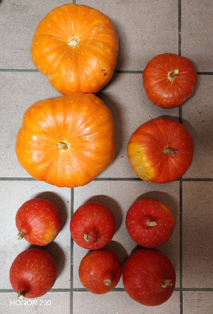 Potimarrons et potirons du jardin, Enlèvement
