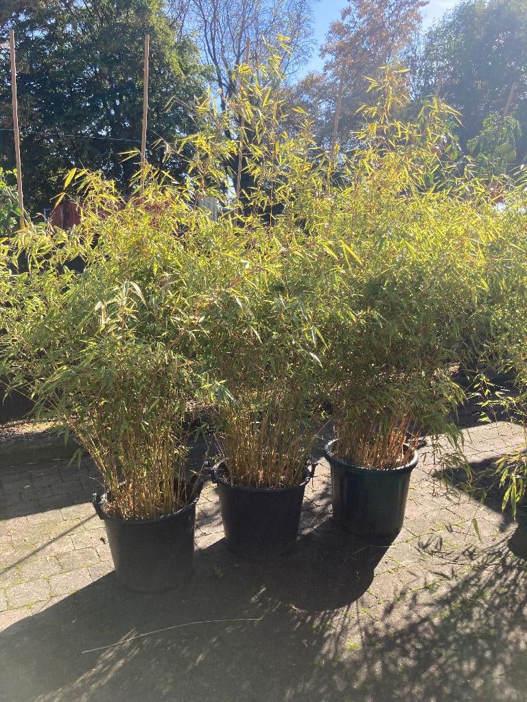 Fargesia rufa 3 stuks in kuip, Jardin & Terrasse, Plantes | Jardin, Enlèvement, Plante fixe, Graminées ornementales, Mi-ombre