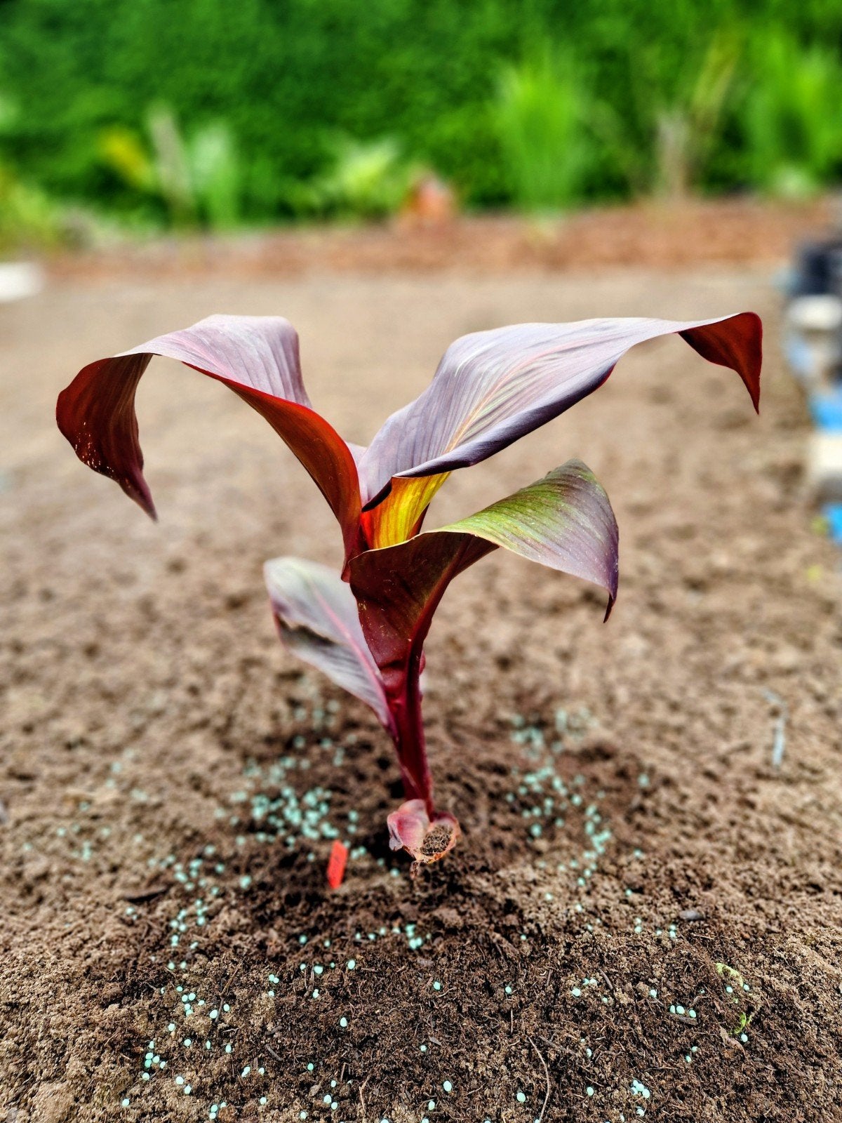 Canna Red Velvet, Tuin en Terras, Volle zon, Vaste plant, Zomer, Ophalen