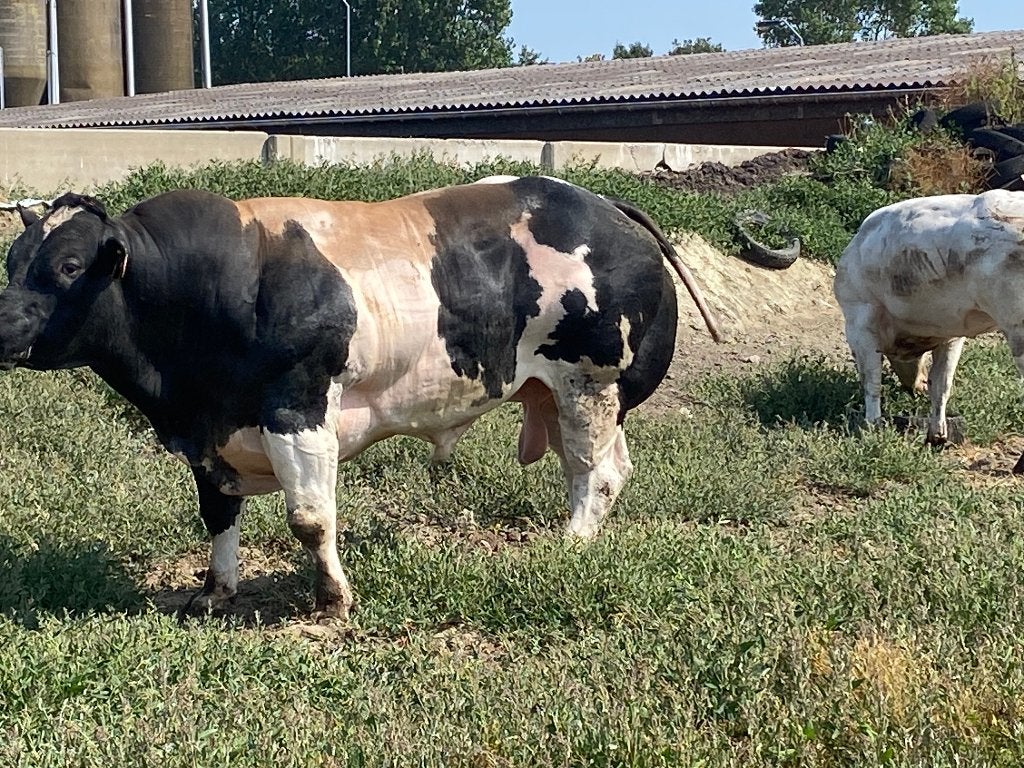 2 superbespierde dekstieren 26 m, Dieren en Toebehoren, Runderen, Mannelijk, 0 tot 2 jaar