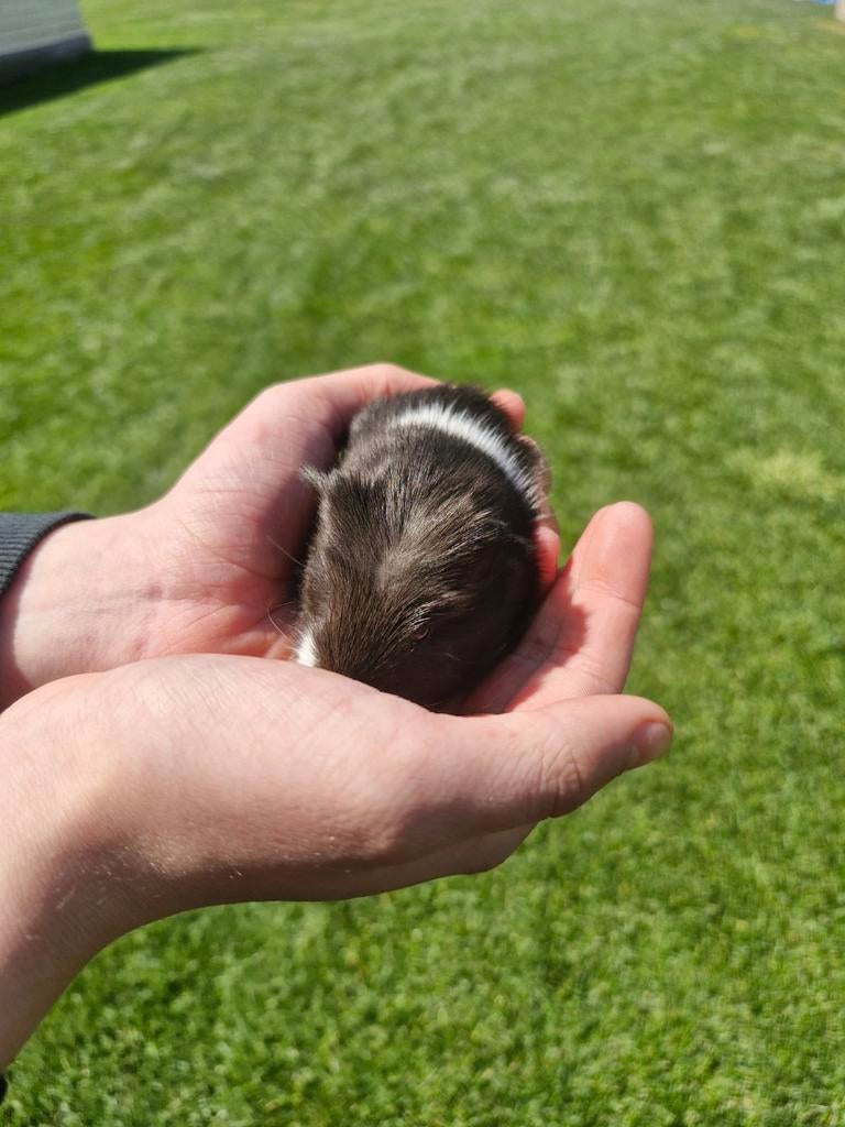 3 Baby cavia, Domestique, Avril, Plusieurs animaux, Cobaye