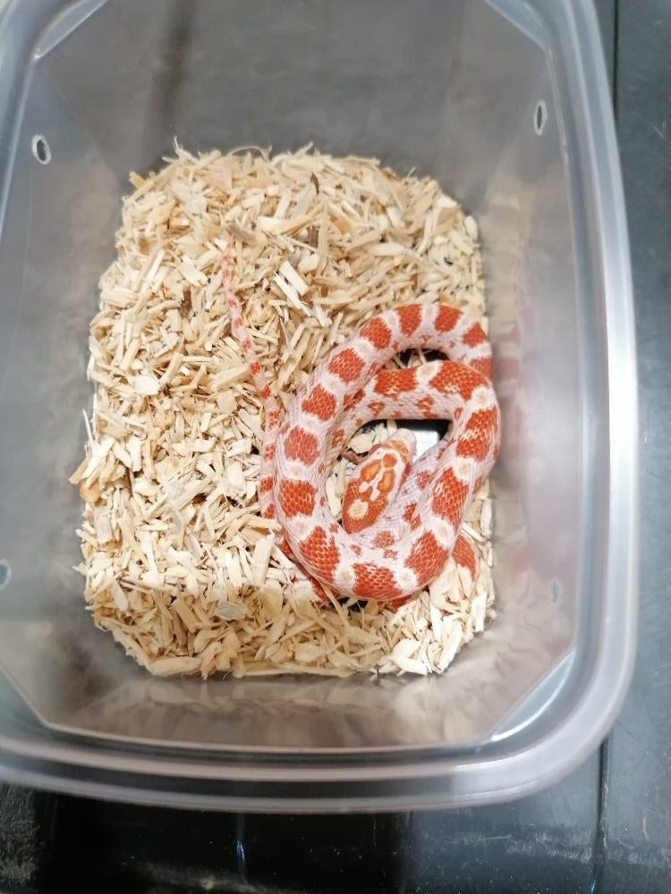 baby korenslangen  2025, Dieren en Toebehoren, Slang, 0 tot 2 jaar