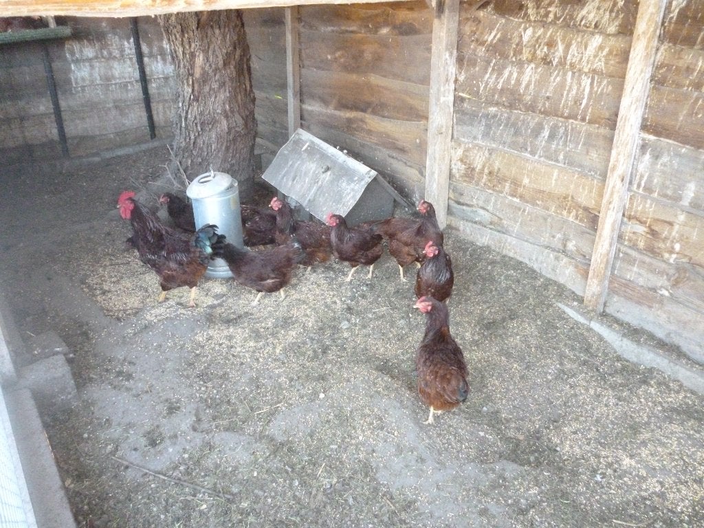 kweektoom red islands, Dieren en Toebehoren, Pluimvee, Meerdere dieren, Kip
