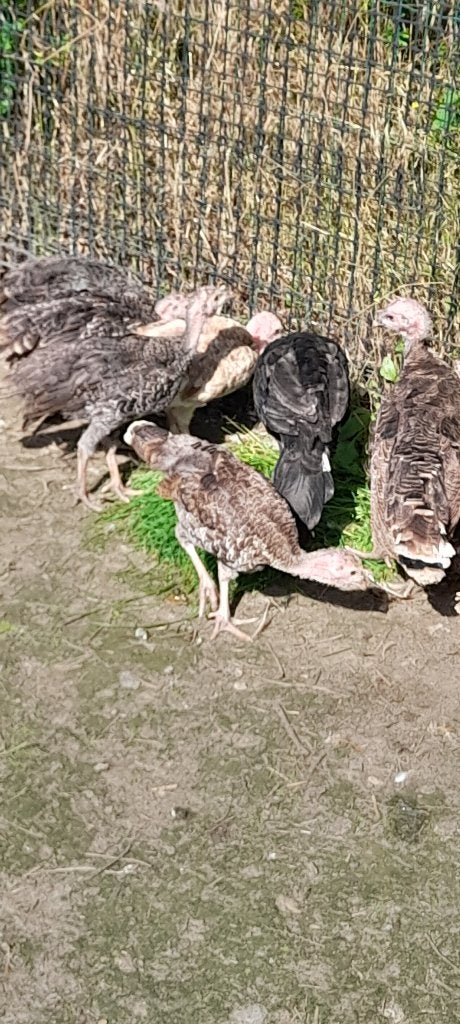 Jonge brons kalkoenen, Dieren en Toebehoren, Kalkoen