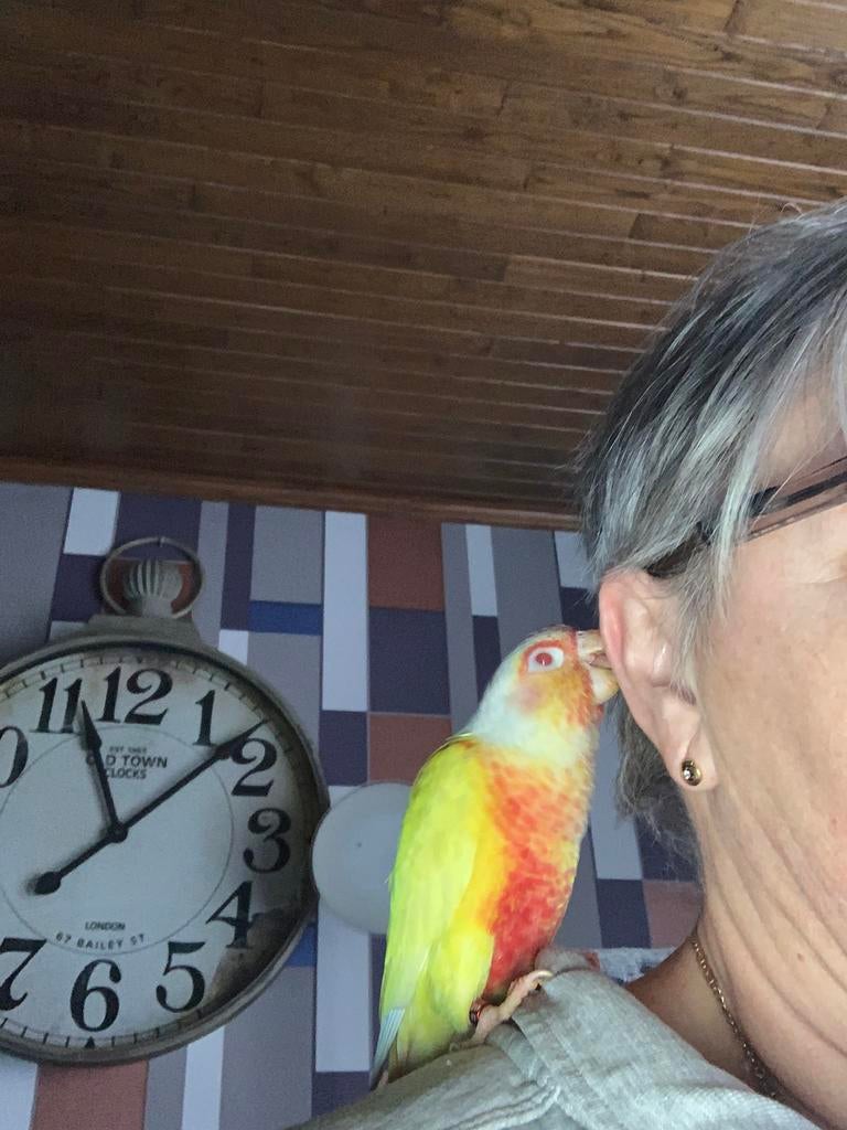 Zeer lieve handtamme pyrhurra lutino, Mannelijk, Parkiet, Geringd