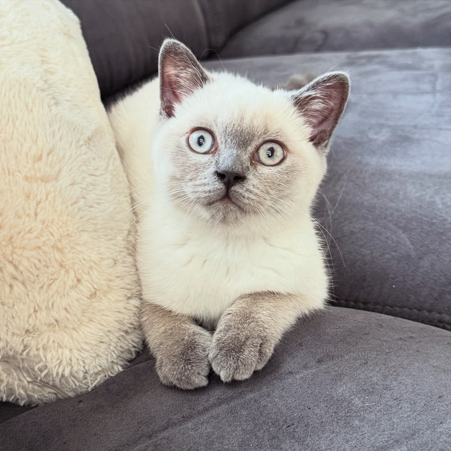 Britse korthaar (blue point), Kater, Gechipt, 0 tot 2 jaar