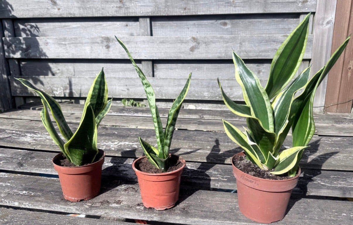Sanseveria’s (Vrouwentongen), Ophalen