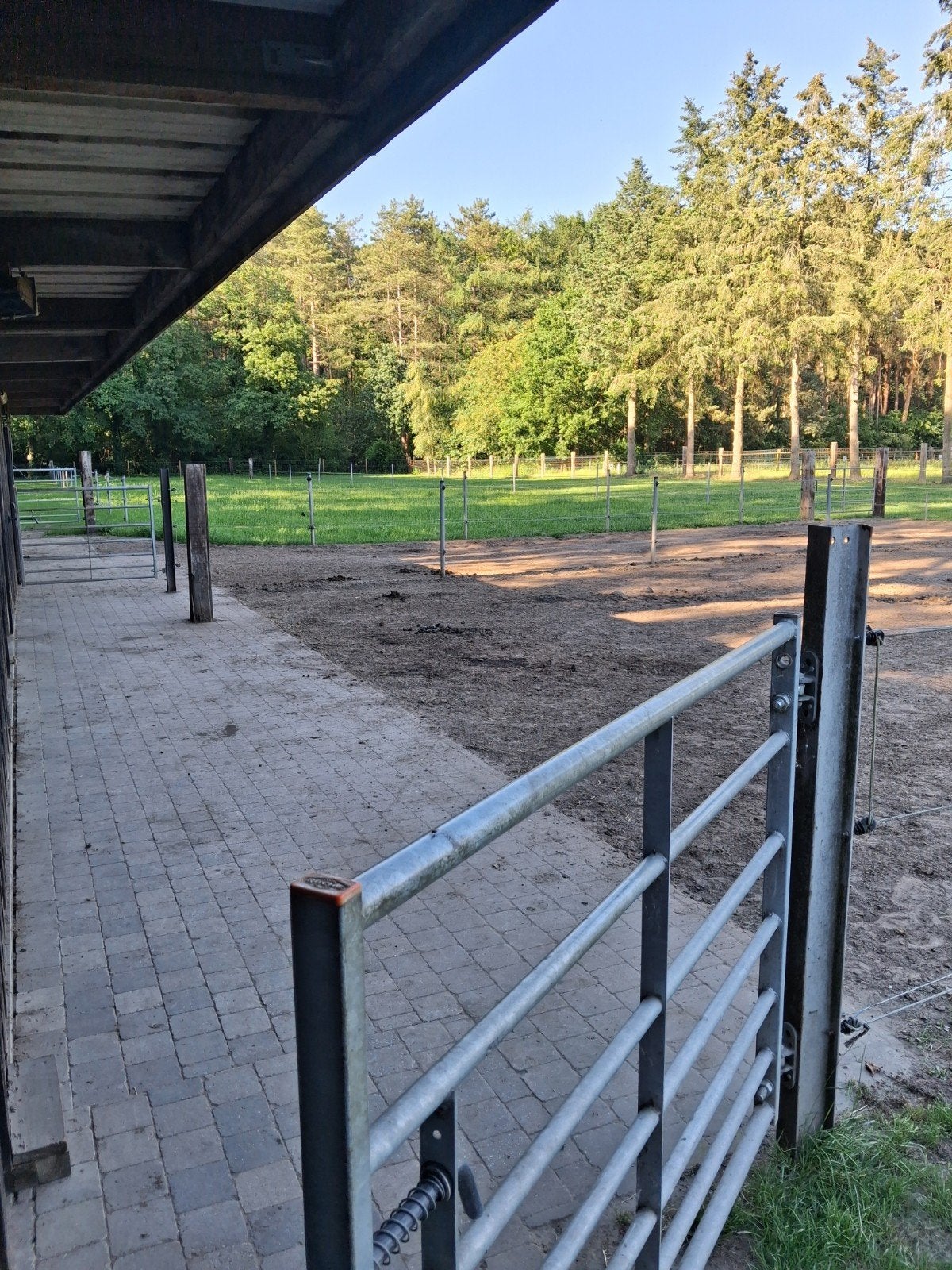 Stalling met 24/7 vrije weidegang te westerlo, Weidegang, 2 of 3 paarden of pony's