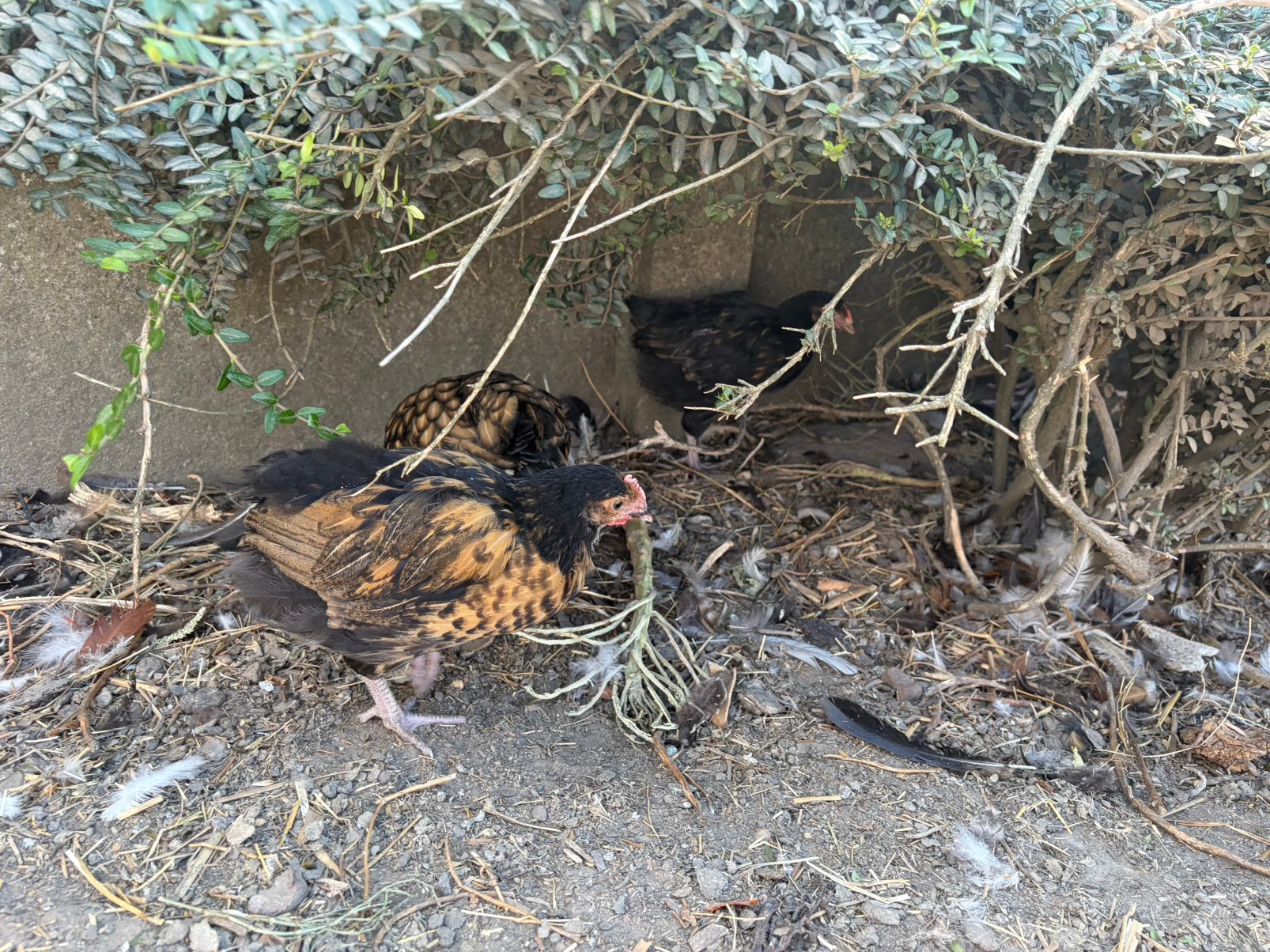 Maran kuikens, Plusieurs animaux, Poule ou poulet