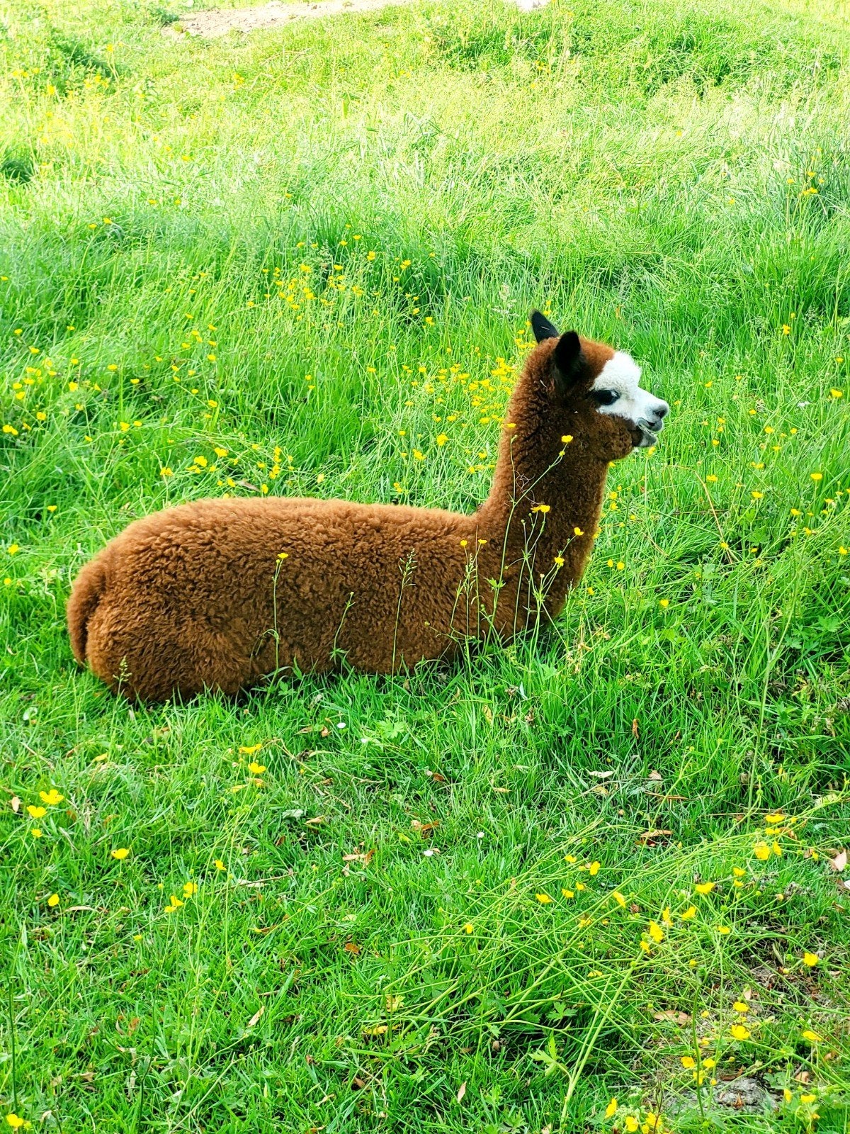 Prachtige alpaca hengst, Dieren en Toebehoren, Februari, Mannelijk