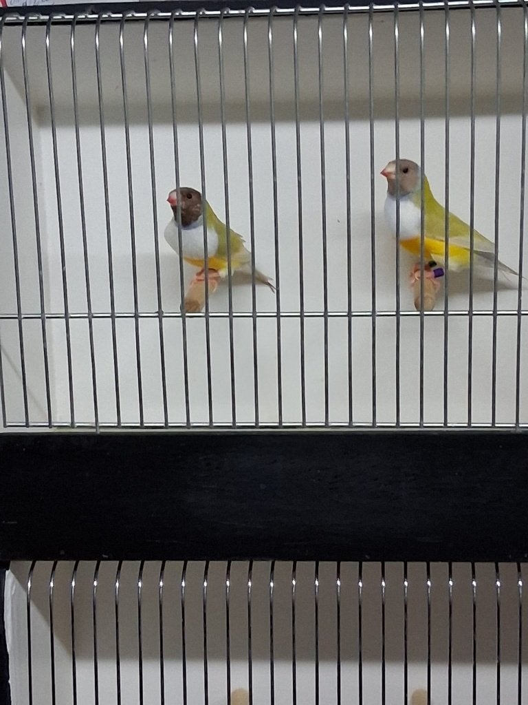 gould ,gouldamandine, Dieren en Toebehoren