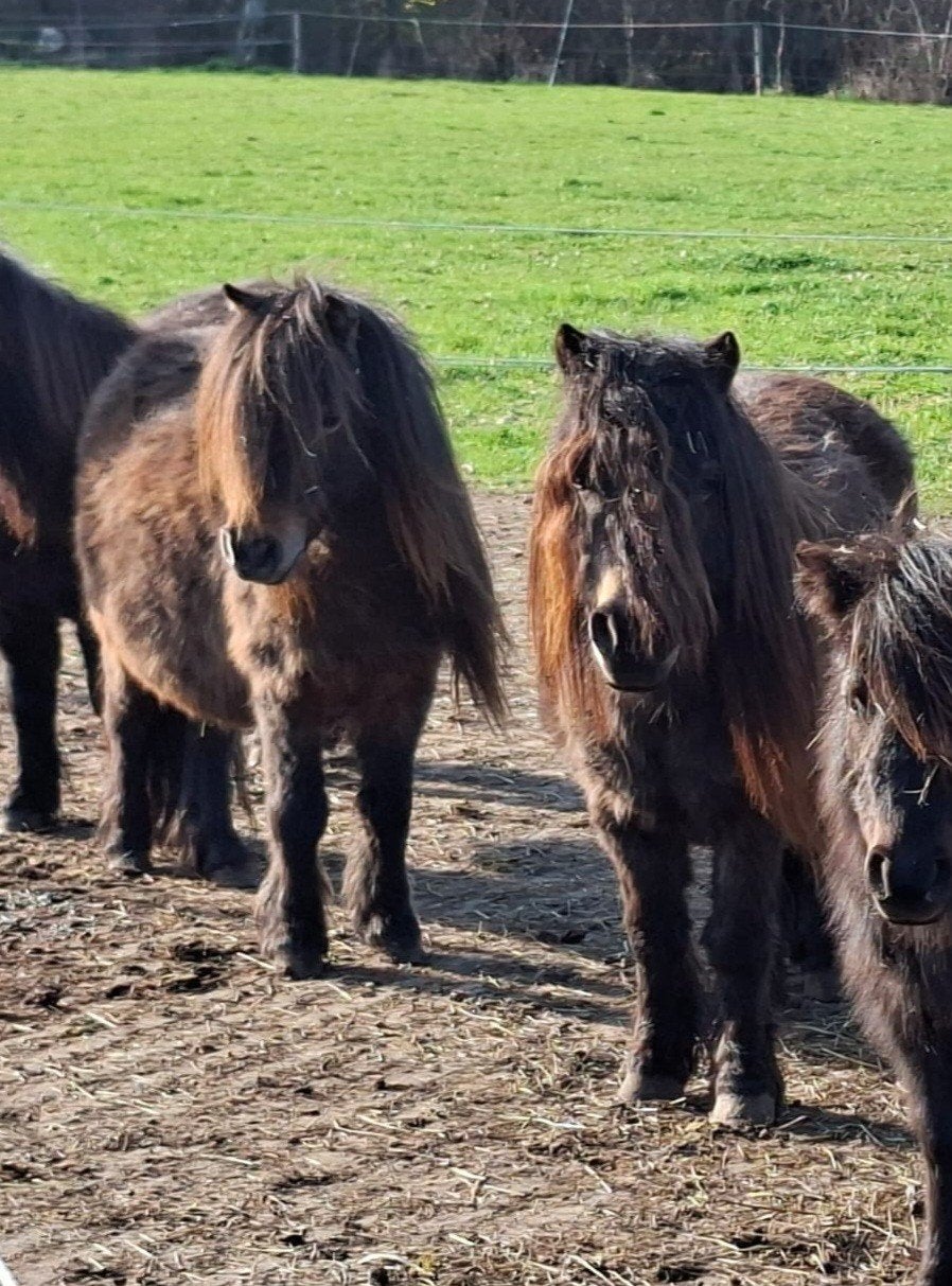 2 lieve bomproef NSPS shetlanders zoeken een ️️️️️ huis, Jument