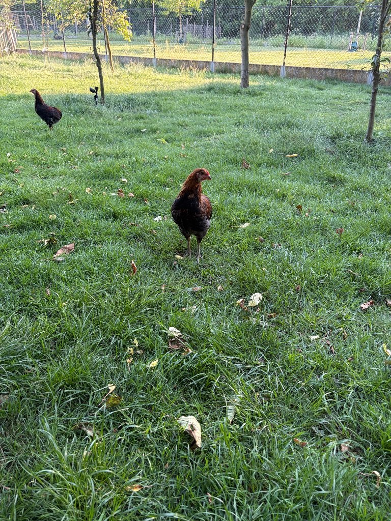 Araucana haantjes, Mâle, Poule ou poulet
