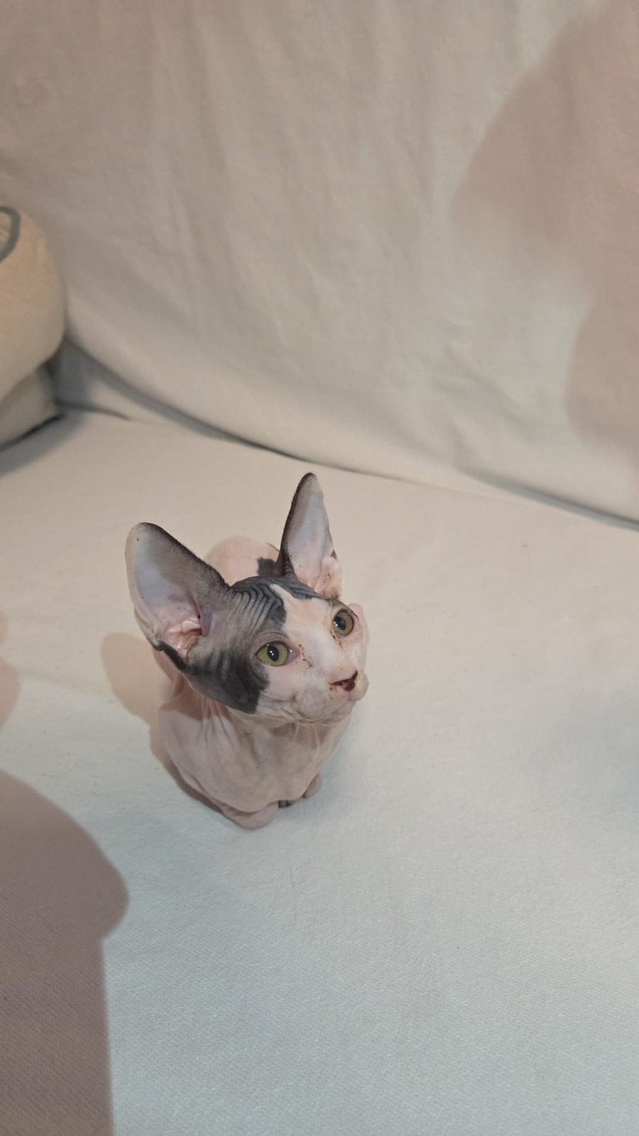 Erkende hobbykwekerij Sphynx Loves You, Dieren en Toebehoren, Poes, Met stamboom, 0 tot 2 jaar