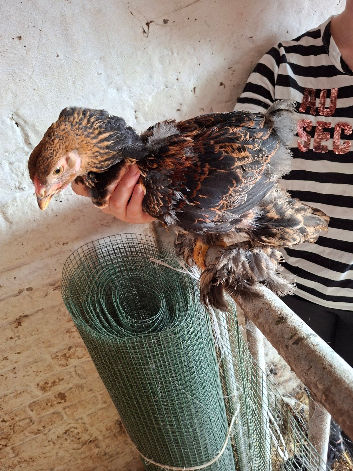 Brahma goudpatrijs haantjes, Mâle, Poule ou poulet