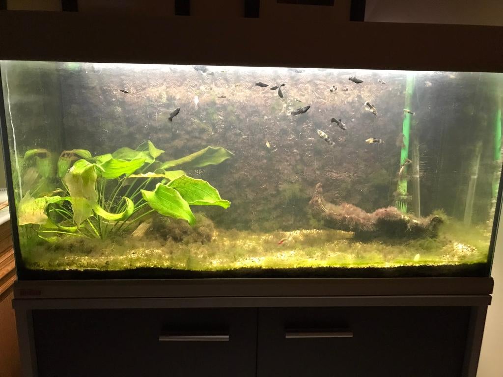 Aquarium met meubel Eheim 240 liter, Dieren en Toebehoren, Ophalen, Gebruikt, Aquariummeubel, Eheim