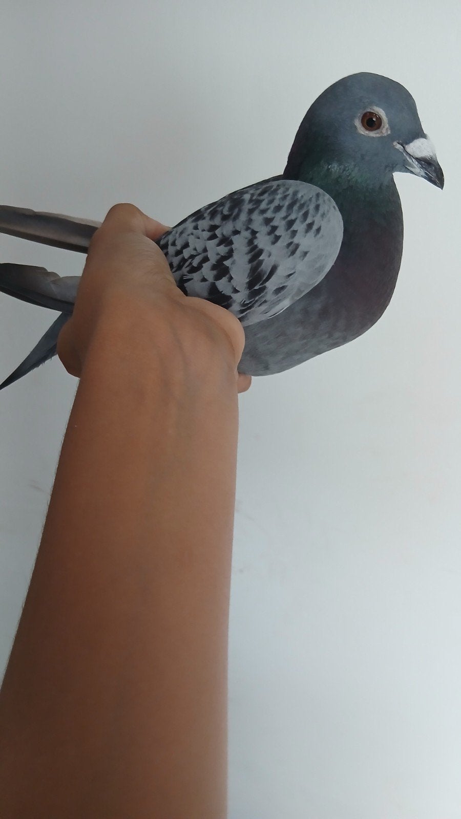 duiver 2023, Dieren en Toebehoren