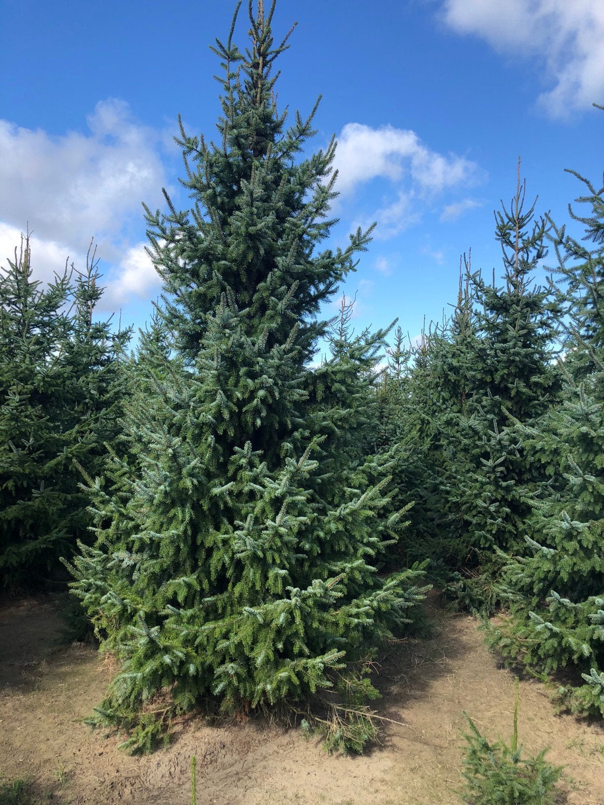 reuze promotie in kerstbomen van 80cm tot 25meter, Ophalen of Verzenden
