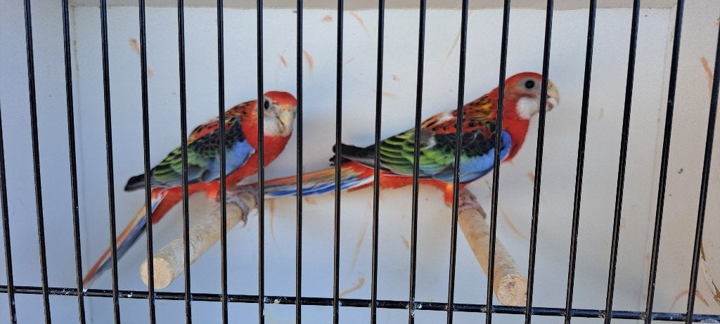 PRACHT ROSELLA ROOD EN LUTINO, Plusieurs animaux, Perruche, Bagué