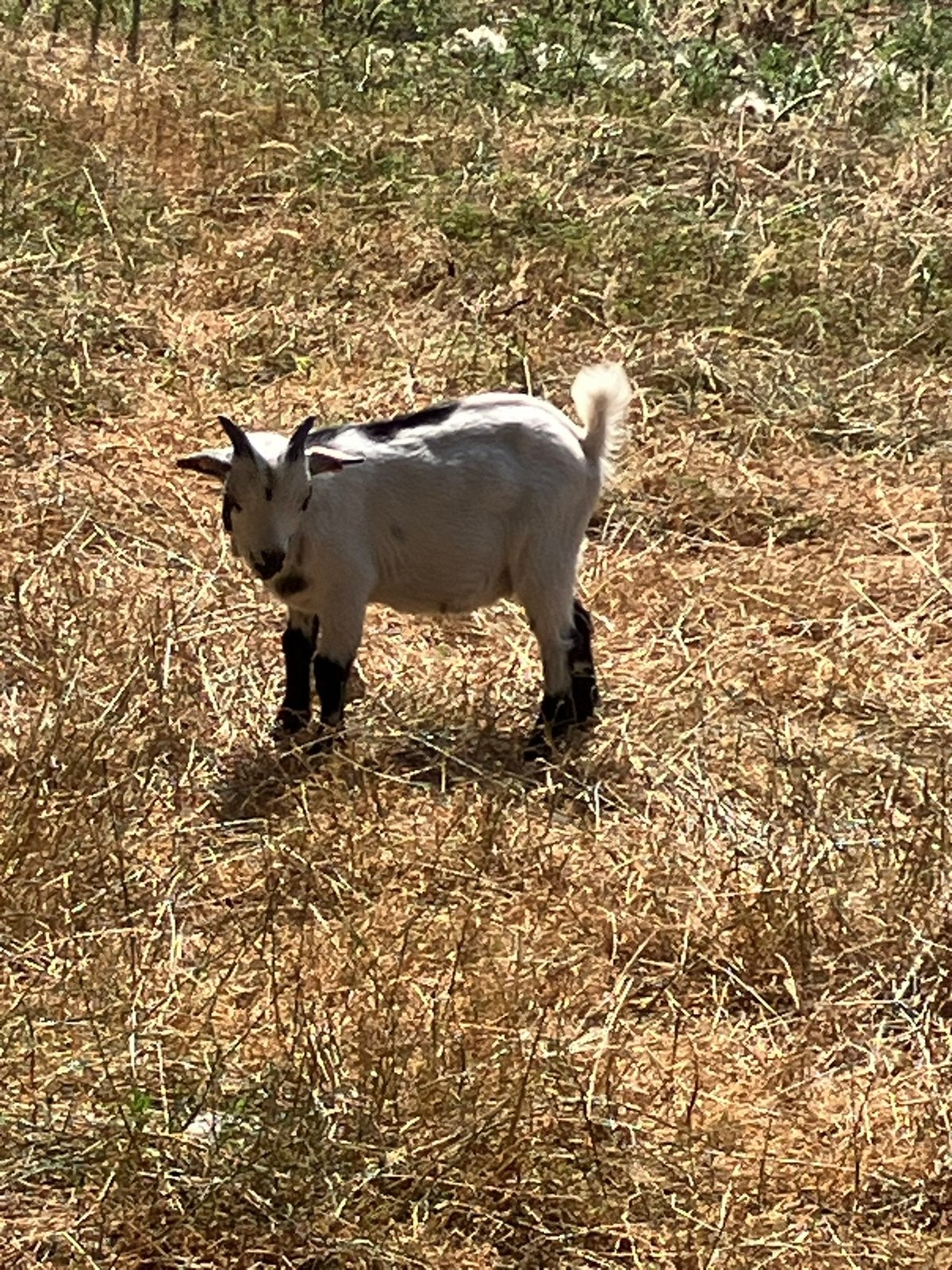 Geitenbokje, Dieren en Toebehoren, Schapen, Geiten en Varkens, Mannelijk, Geit, 0 tot 2 jaar