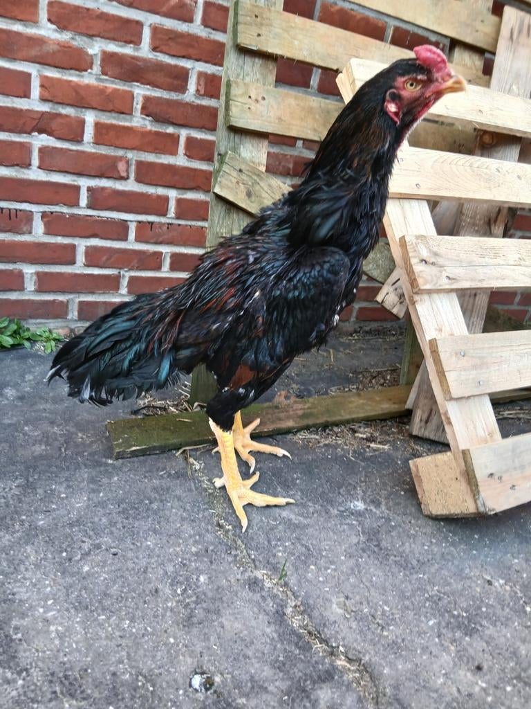 Shampoing 2025, Mâle, Poule ou poulet