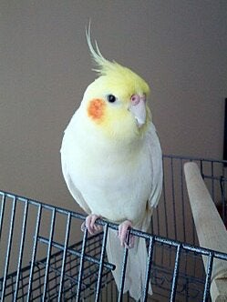 RECHERCHE – CALOPSITTE + CAGE  | ️ BIEN LIRE  DESCRIPTION