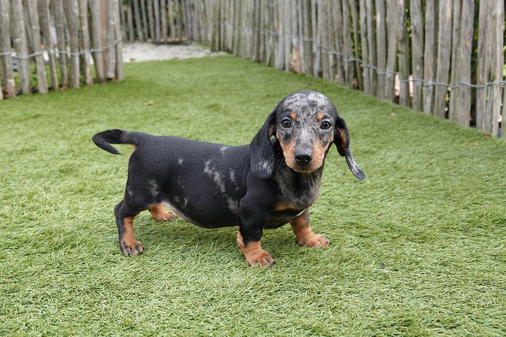 Kortharige dwergteckel pups (bleu merle en black&tan), Dieren en Toebehoren, België, CDV (hondenziekte), 8 tot 15 weken, Korthaar
