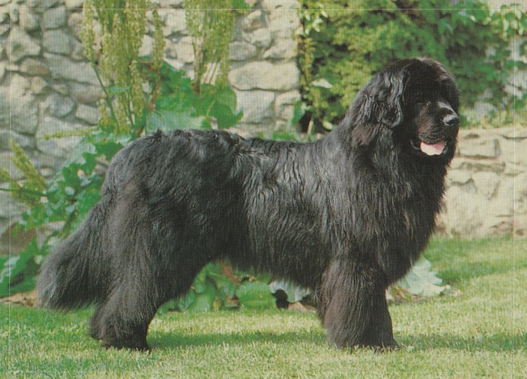 CHROMO  NEWFOUNDLANDER, Verzamelen, Foto's en Prenten, Ophalen of Verzenden, Nieuw, Dier, Prent