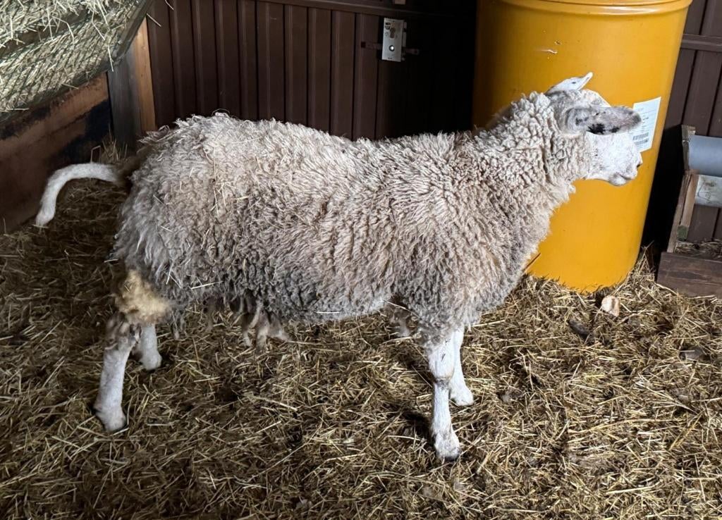 ooien, Dieren en Toebehoren, Schapen, Geiten en Varkens, Vrouwelijk, Schaap, 0 tot 2 jaar