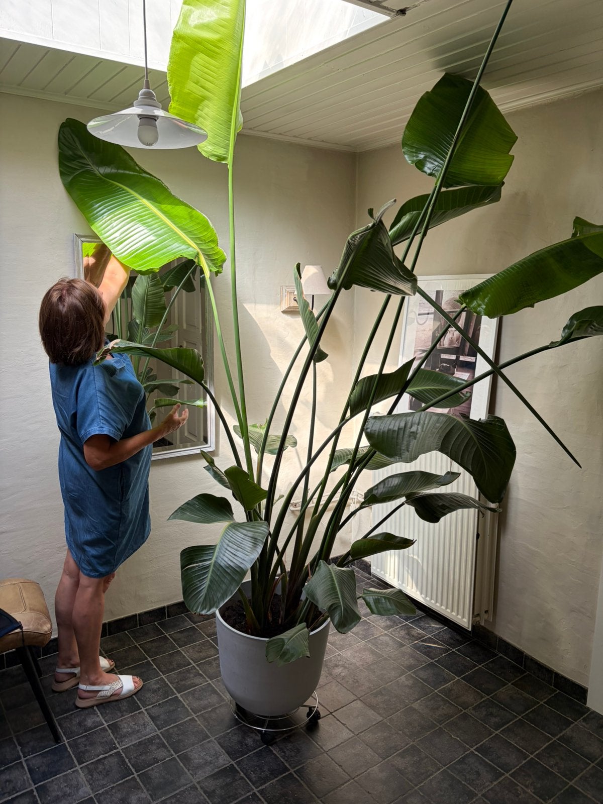 Strelitzia Nicolai XL plant, Huis en Inrichting, Kamerplanten, Ophalen, 200 cm of meer, Overige soorten, Halfschaduw