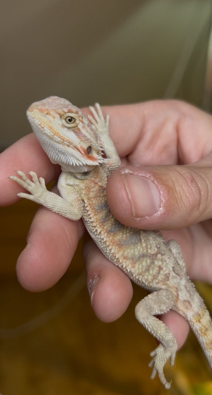 Hypo red citrus partial trans bleu bar juveniel baardagaam, Dieren en Toebehoren, Hagedis, Tam, 0 tot 2 jaar
