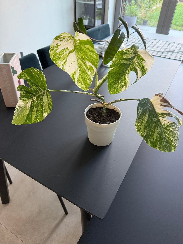 Monstera deliciosa Albo variegata, Huis en Inrichting, Kamerplanten, Ophalen, Overige soorten, Halfschaduw, Minder dan 100 cm