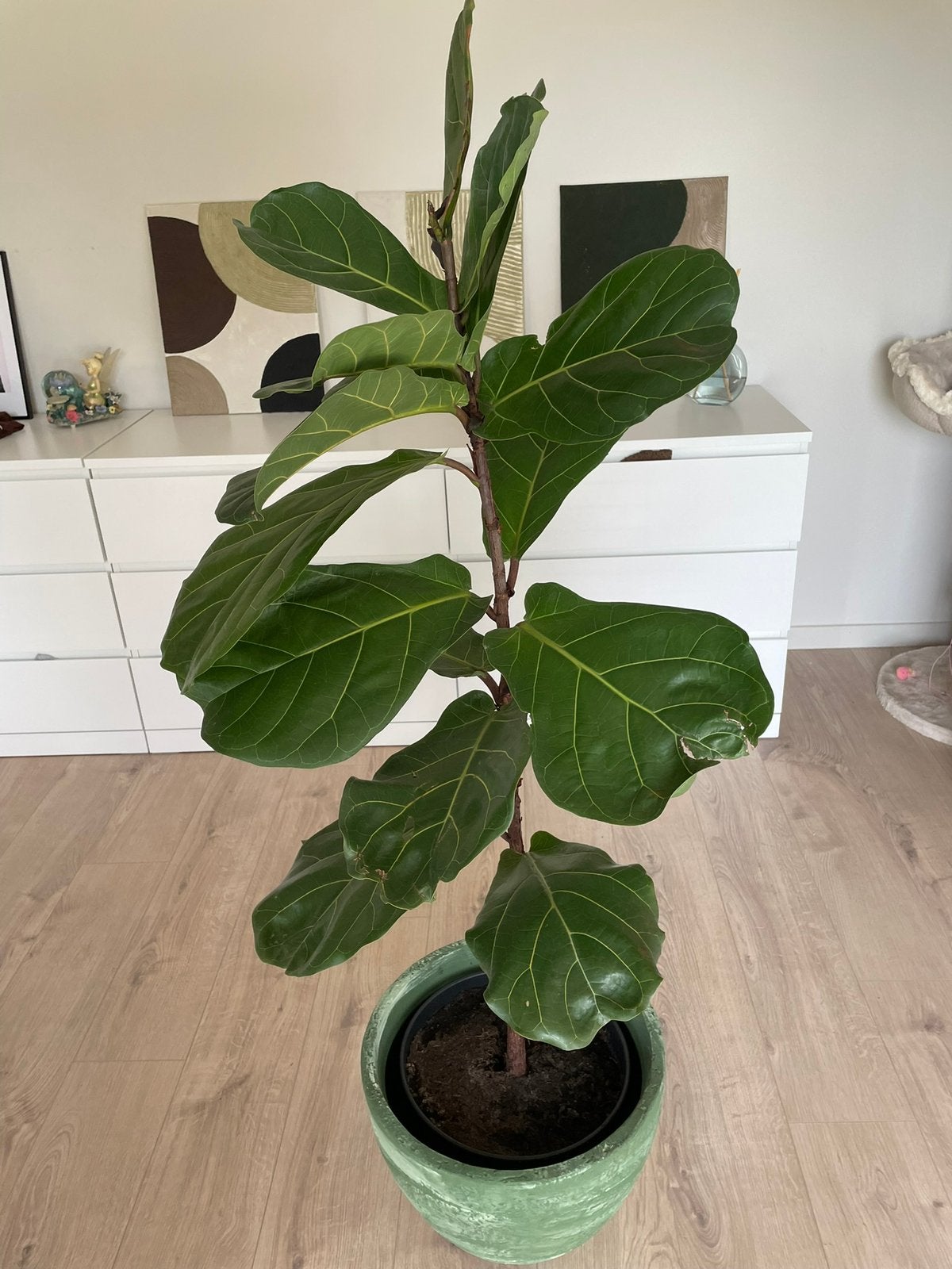 Planten te koop, Ophalen, Ficus