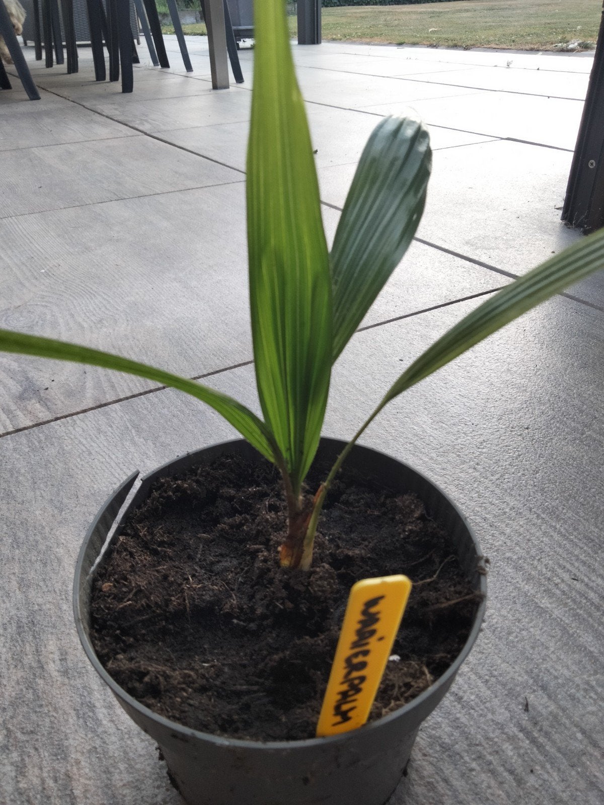 Chinese waaierpalm, Ophalen