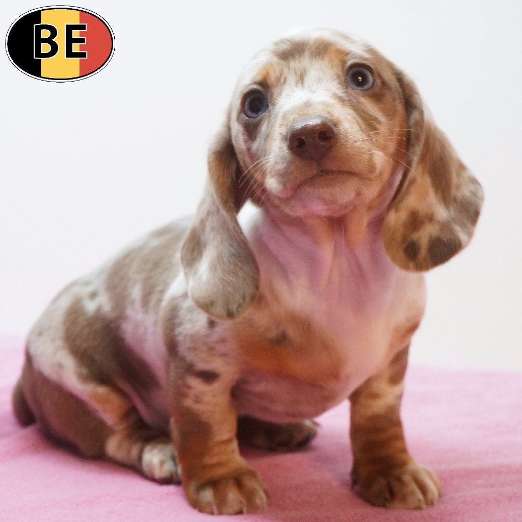 Teckel - Prachtige Belgische pups (Merle, Choco Tan), Dieren en Toebehoren, België, Handelaar, CDV (hondenziekte), 8 tot 15 weken