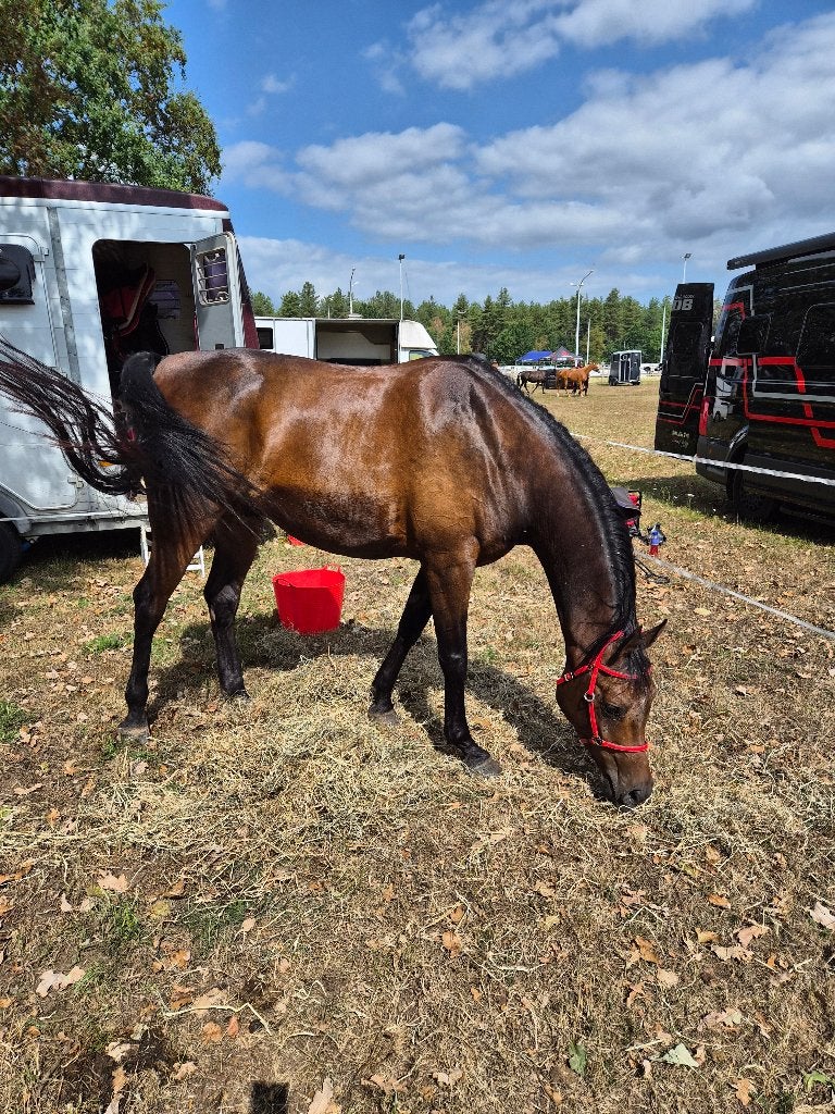 grote Arabische volbloed ruin te koop (2017), 165 à 170 cm, Ne s'applique pas, Cheval de récréation, 7 à 10 ans