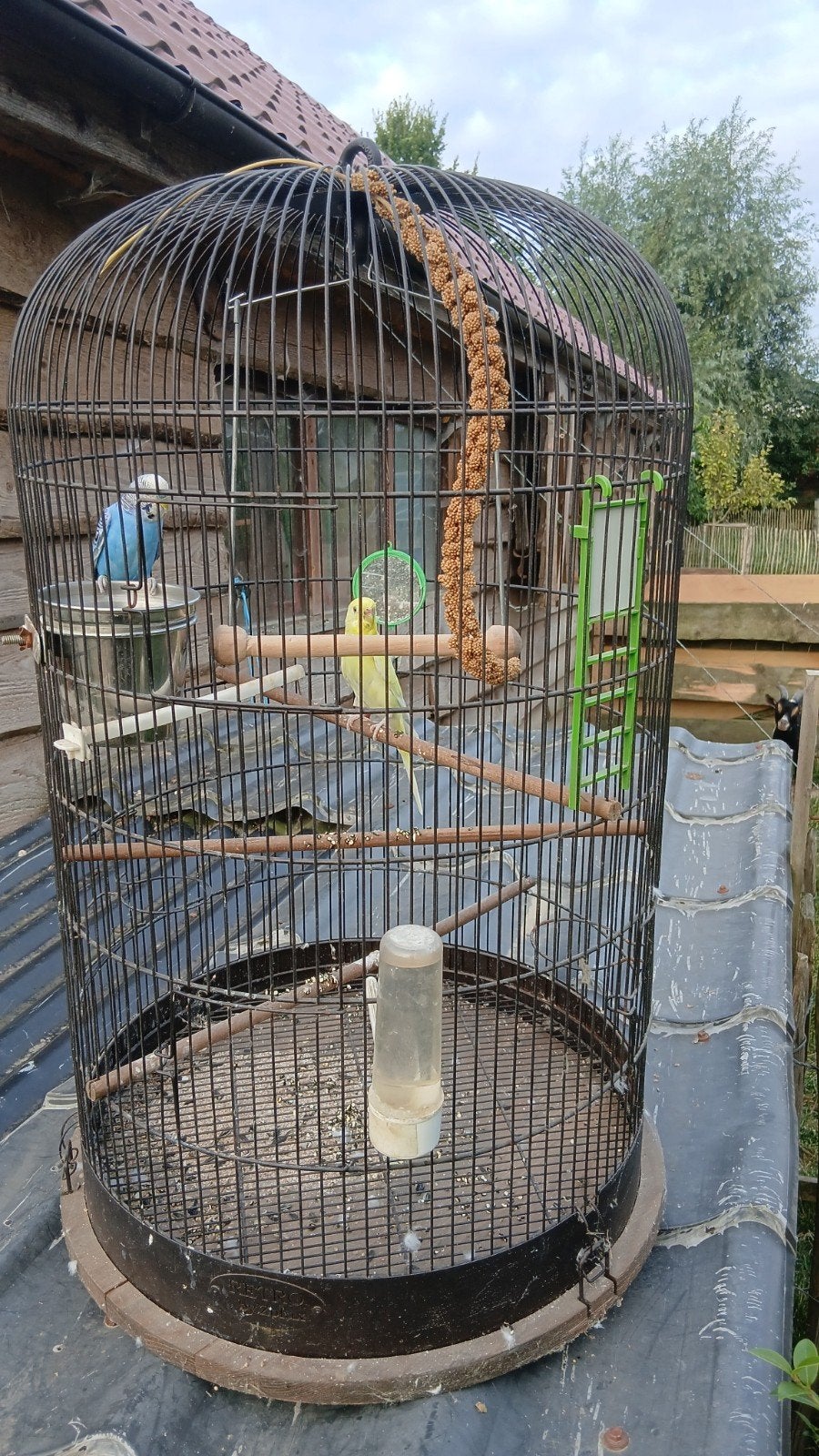 koppel grasparkieten, Dieren en Toebehoren, Ophalen