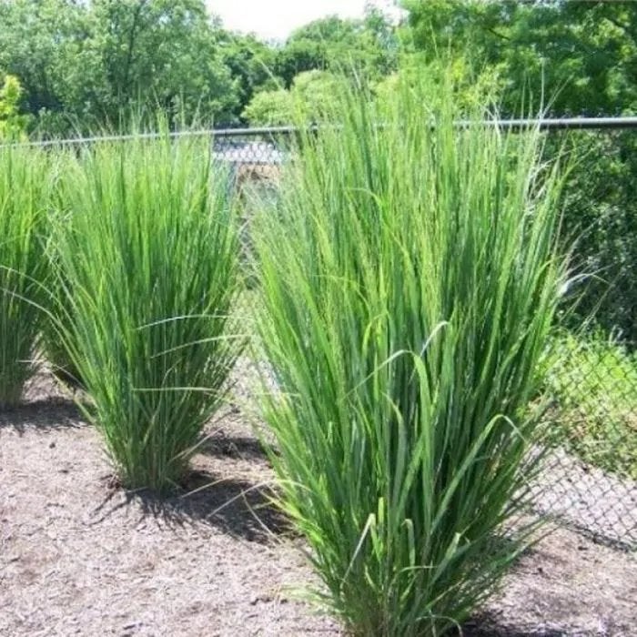 Panicum ‘Northwind’, Ophalen