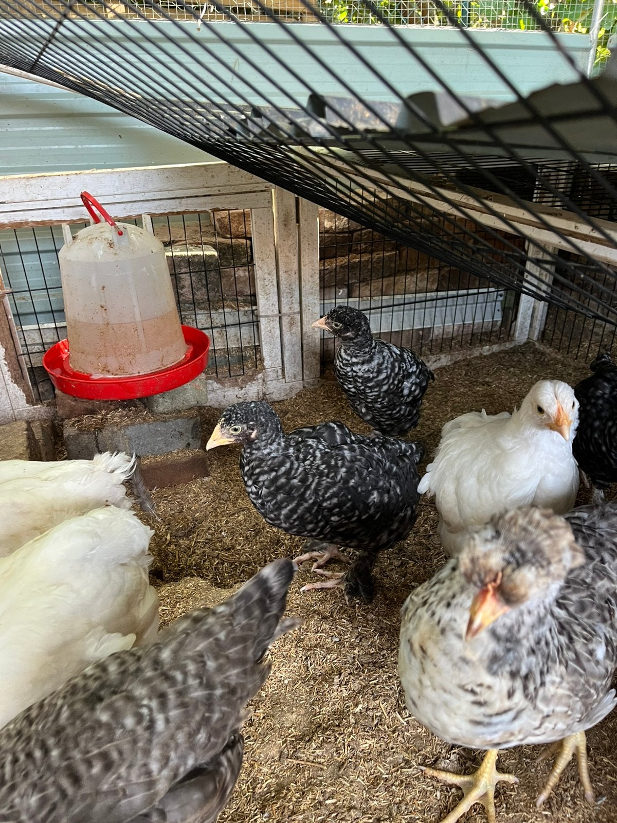 Mechelse koekoek hennetjes in de veren