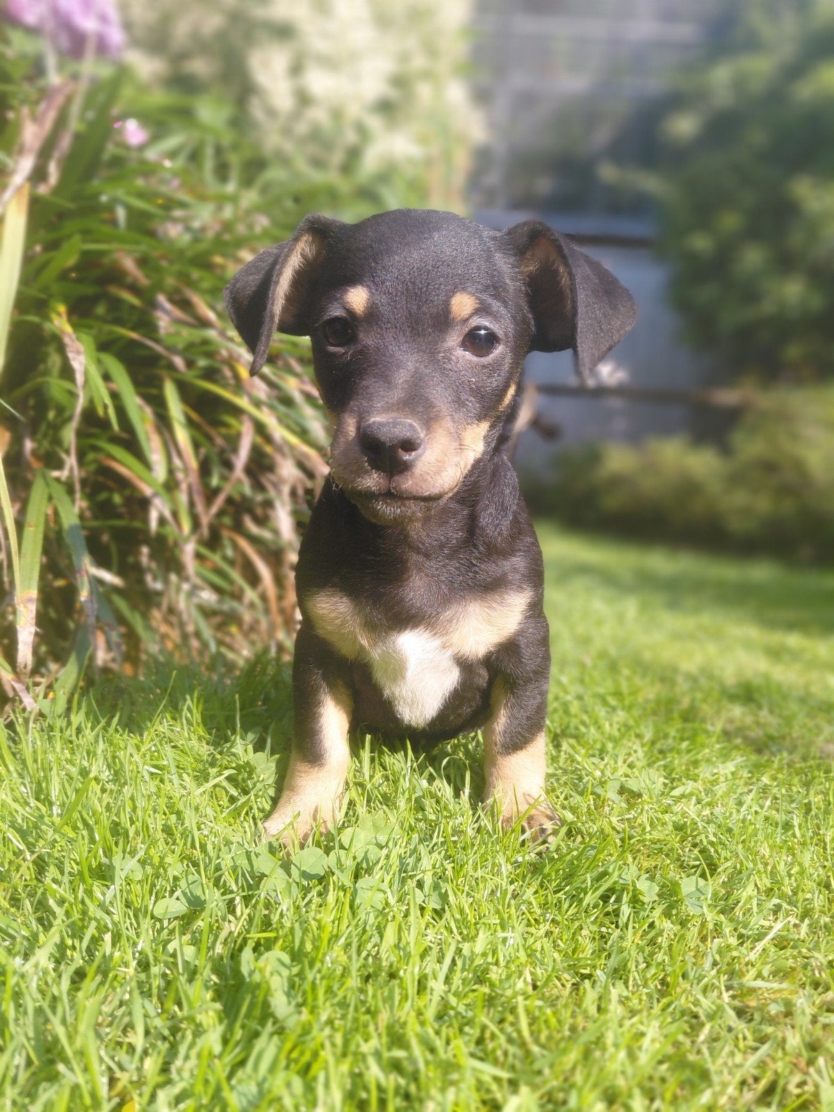 Stoere jack russel pups van 7 weekjes oud ! 4 reutjes, Dieren en Toebehoren, Jack Russell Terriër, Reu, 8 tot 15 weken, Meerdere