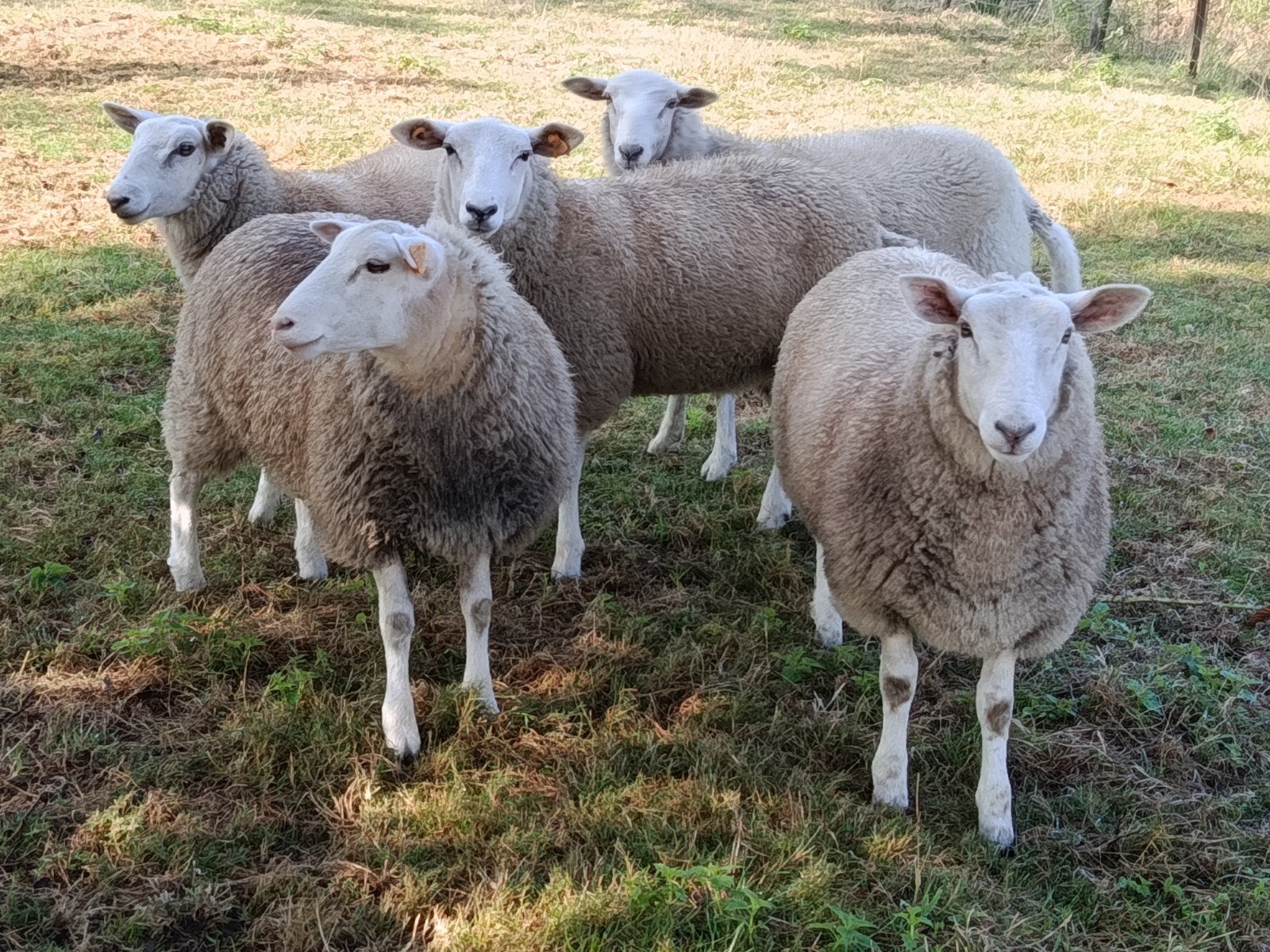 vijf lammeren, Animaux & Accessoires, Moutons, Chèvres & Cochons, Mouton