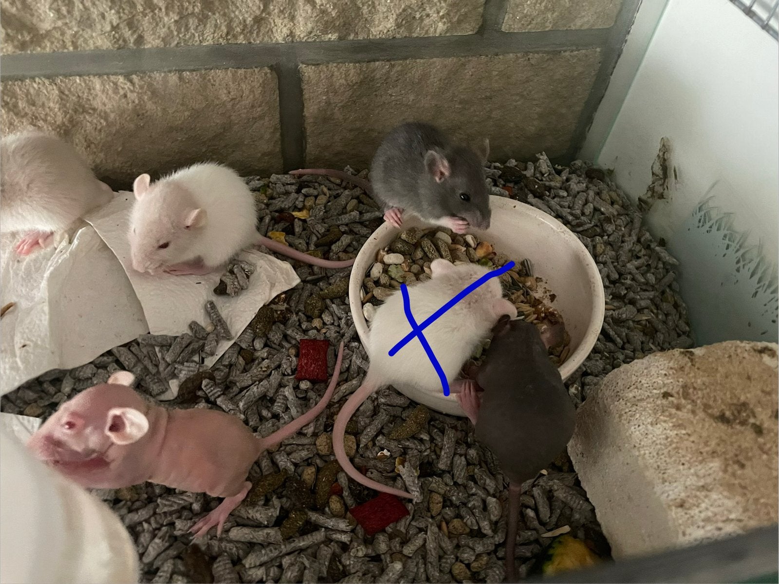 Ratons dumbo, nu et standard - Nés 22/05, Dieren en Toebehoren, Rat, Mei, Meerdere dieren, Tam