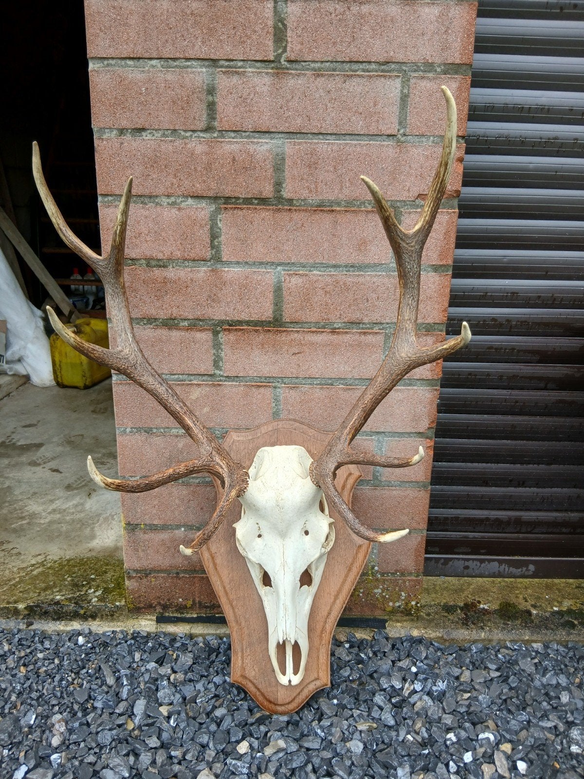 Bois de cerf, Enlèvement