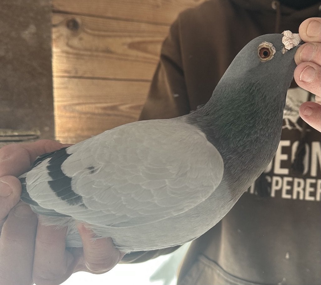 Bewezen kweekduiven, Mâle, Pigeon voyageur